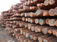 BS standard wooden poles stacked and ready for export