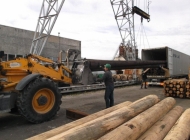 12m stout wooden poles